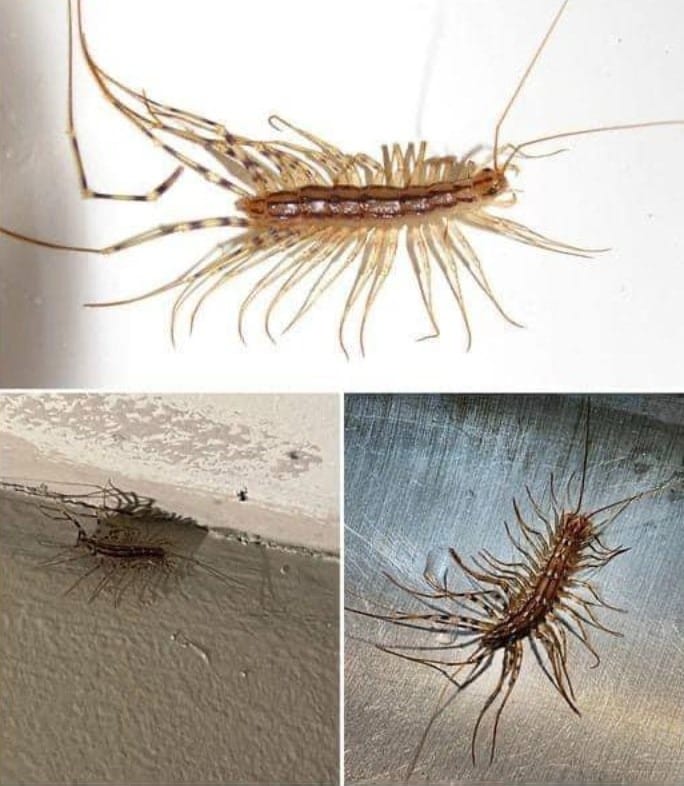 P2.  If you come across a house centipede inside your home, it is advisable not to kill it.